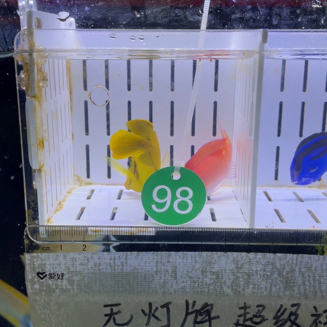 海水鱼紫罗兰一条111111