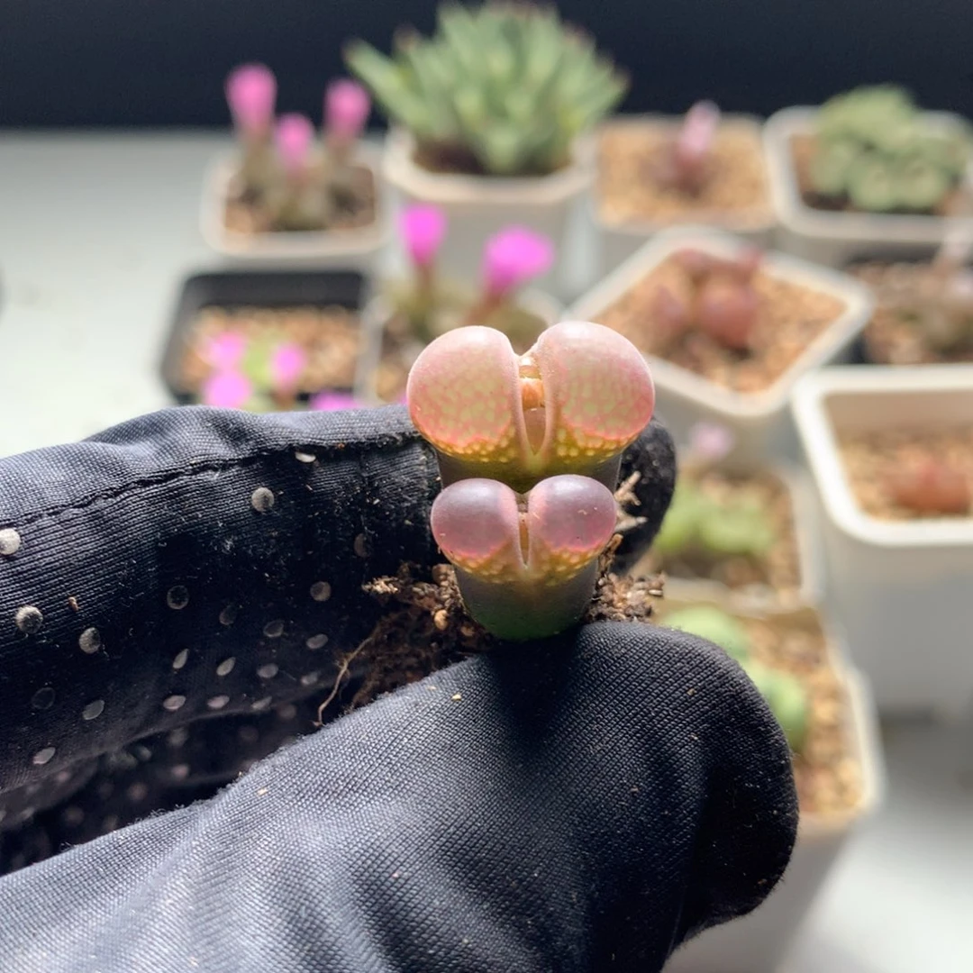 427风铃母本一颗