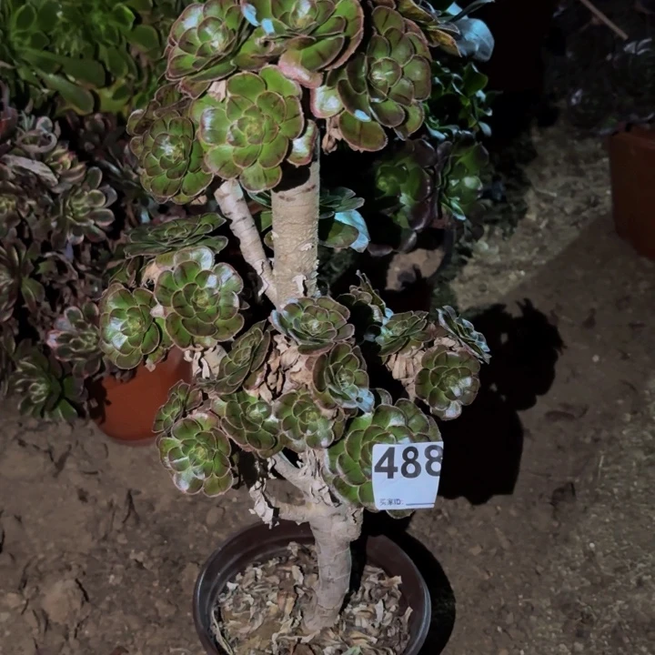 488锦多肉植物不售后
