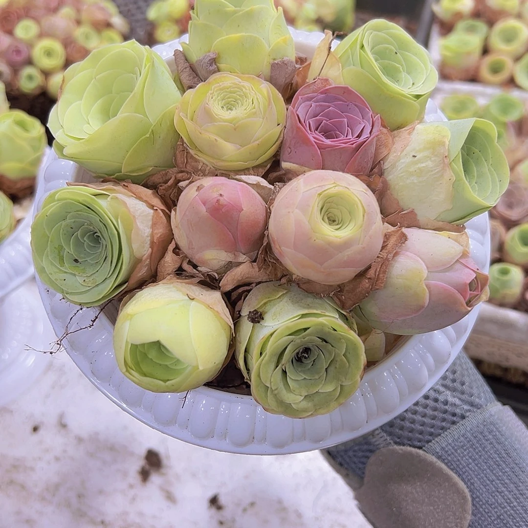 820玫瑰12颗不同品坐好发货