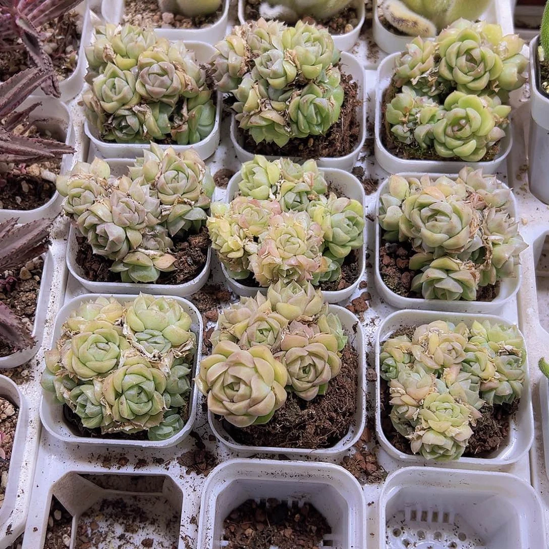 元宝麦杆19包邮之多肉