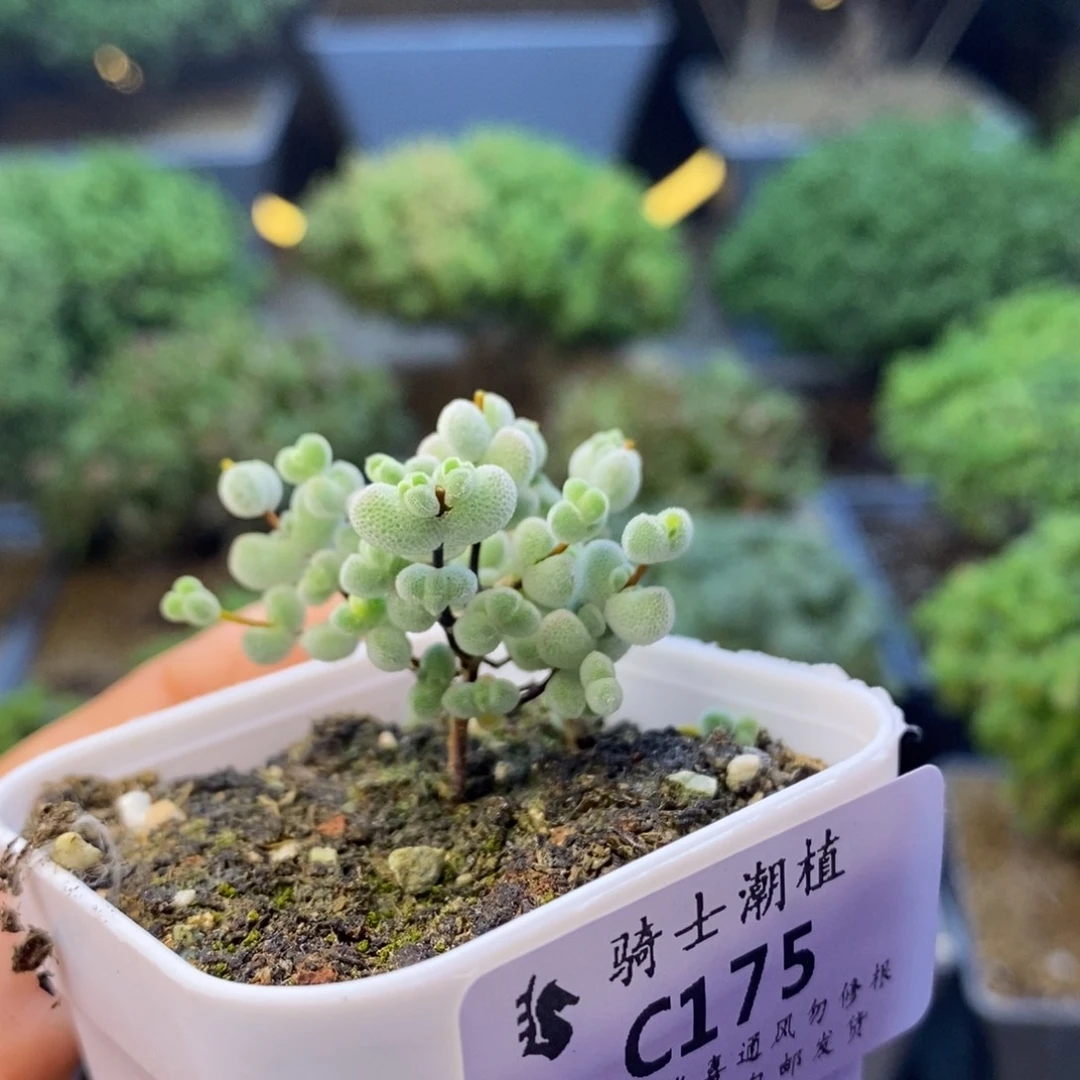 175实生精控白体莱斯
