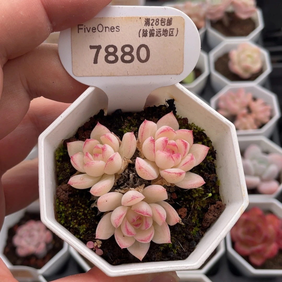 边线女王7880-5厘米