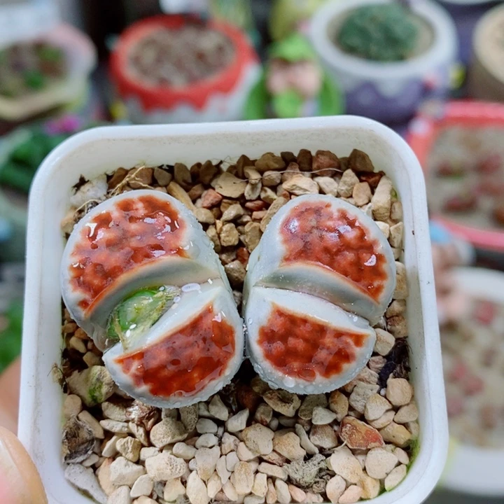 生石花花花花花386