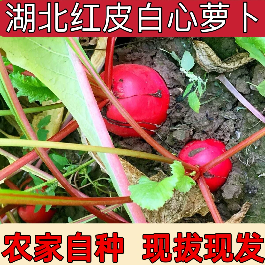 湖北农家露天新鲜带泥红心红色大红紫色秋季满堂红红皮白心脆萝卜