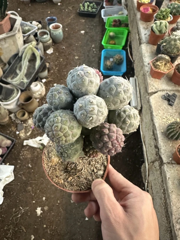 仙人球直播综合链接习自野