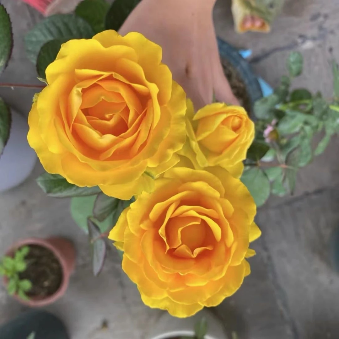 【3棵包邮】金凤凰 月季大花朵浓香四季玫瑰花盆栽阳台花卉扦插花苗