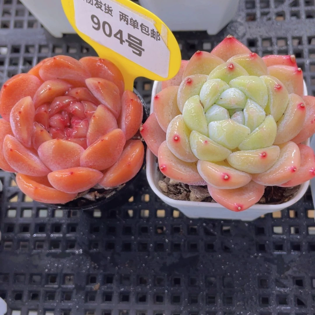 904号厚叶糖心加刚毅