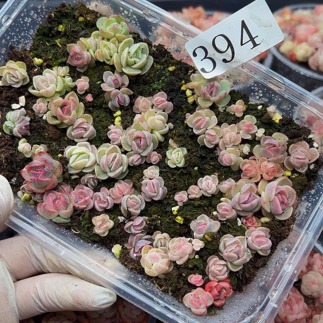 多肉植物多肉植物394