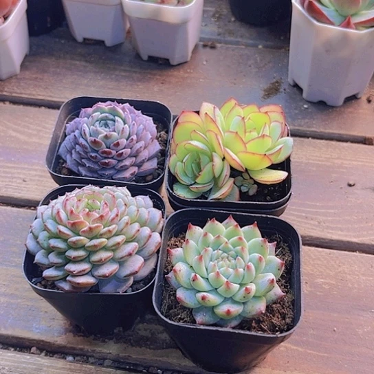 恩宠。牡丹亭。白胖。梦瑶