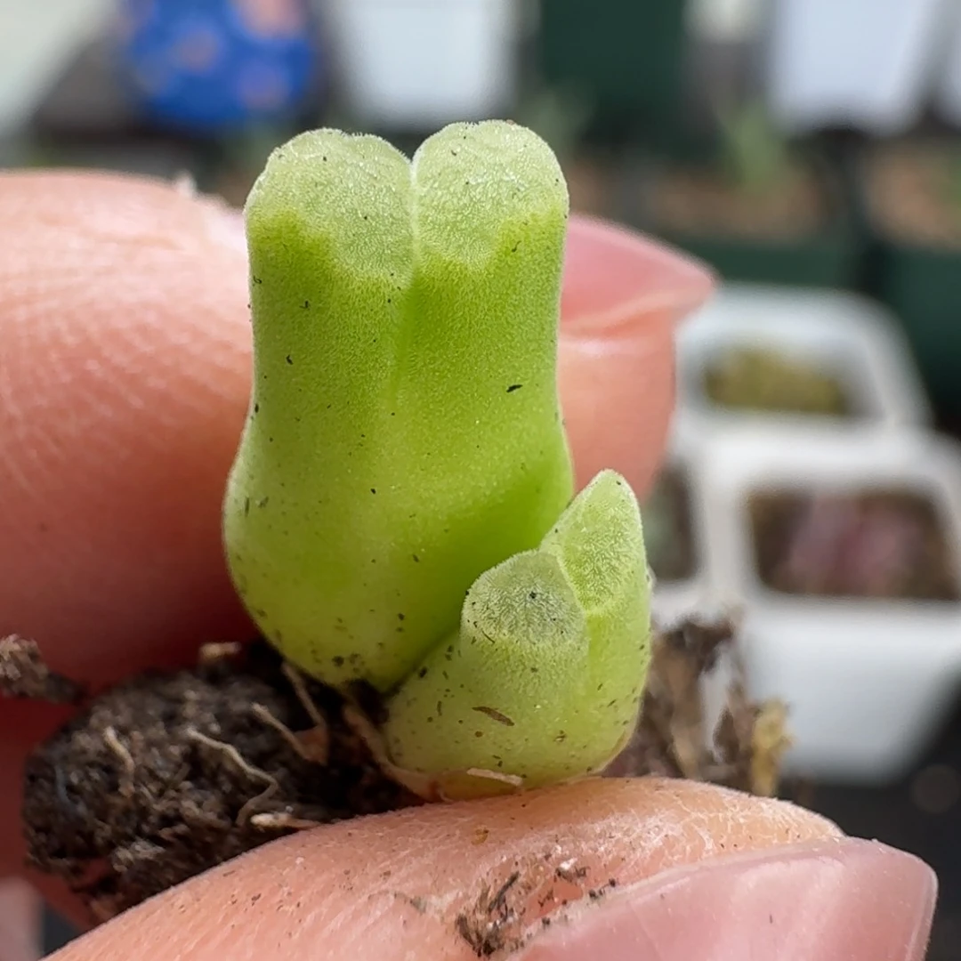 459天鹅绒一颗58888808