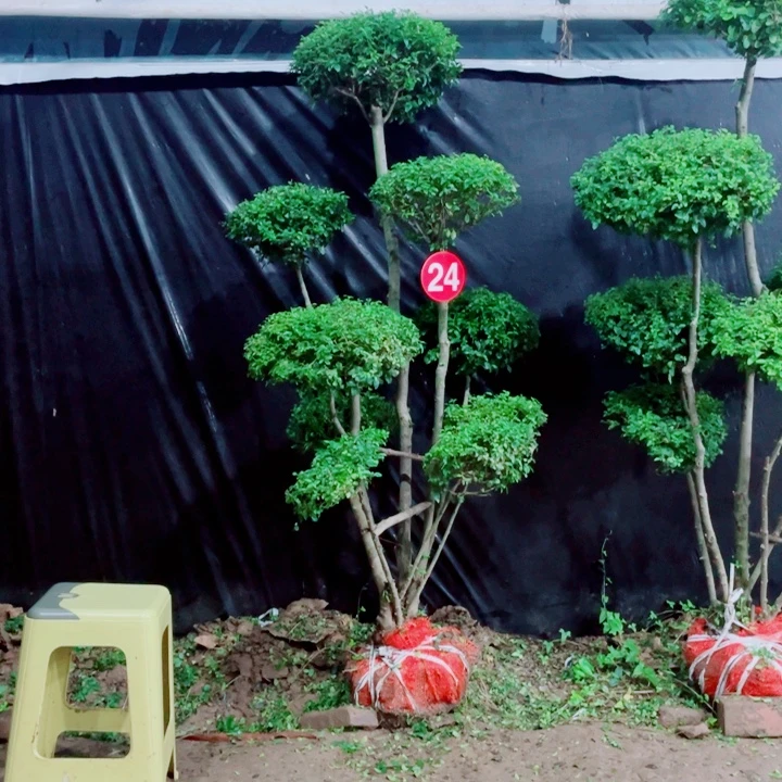 无花朵一物一拍一物一拍