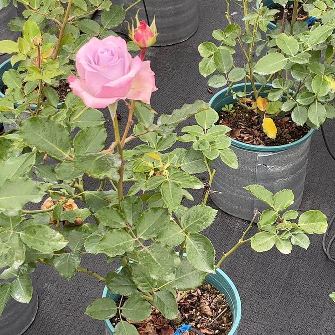 无花朵海洋之歌，1.8加仑土球发货