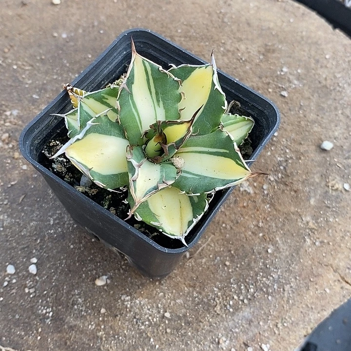 宝珠黄中斑。   一个