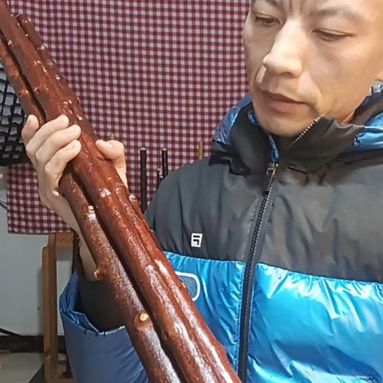 关***宁太行山北对节短棍