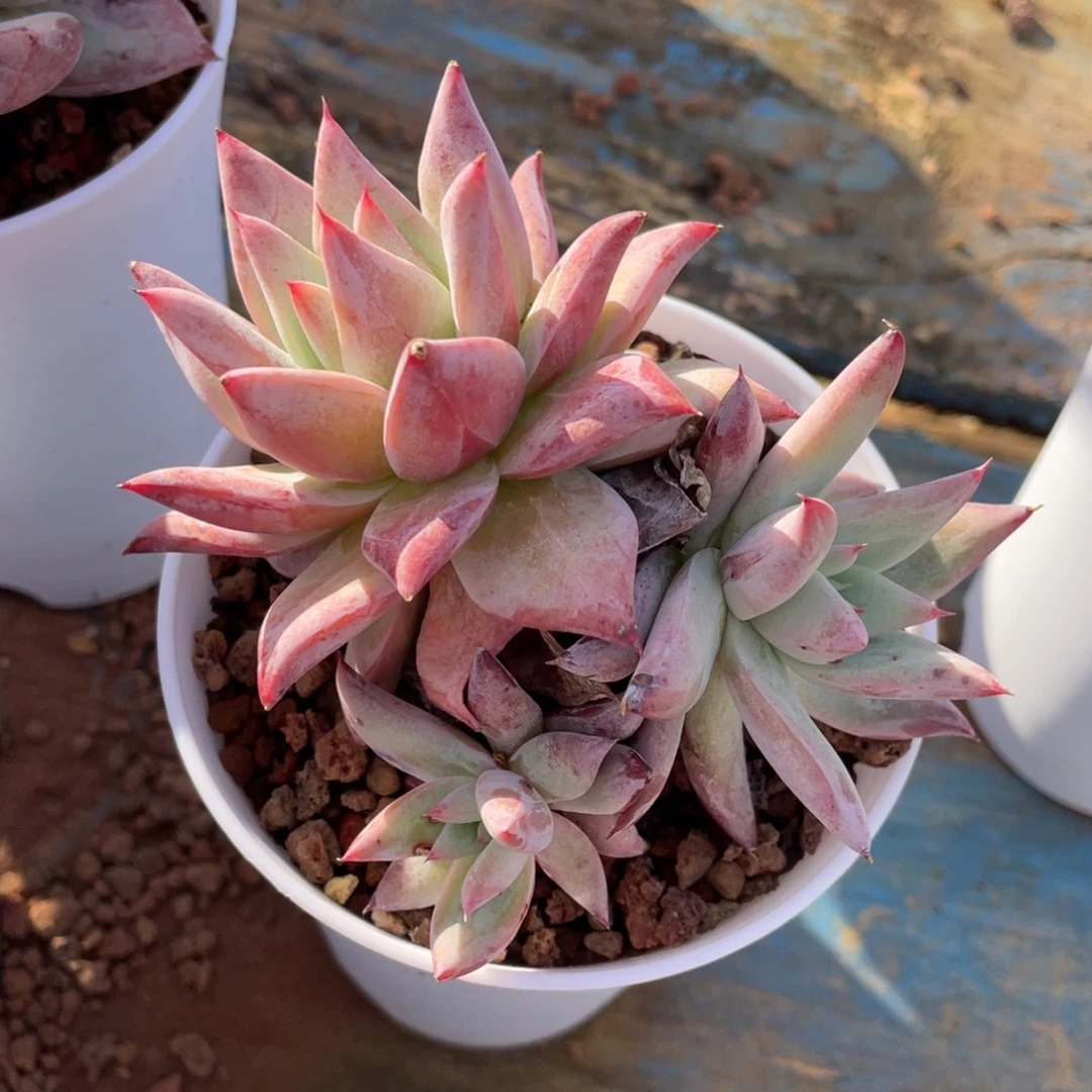 多肉植物盆栽多肉植物