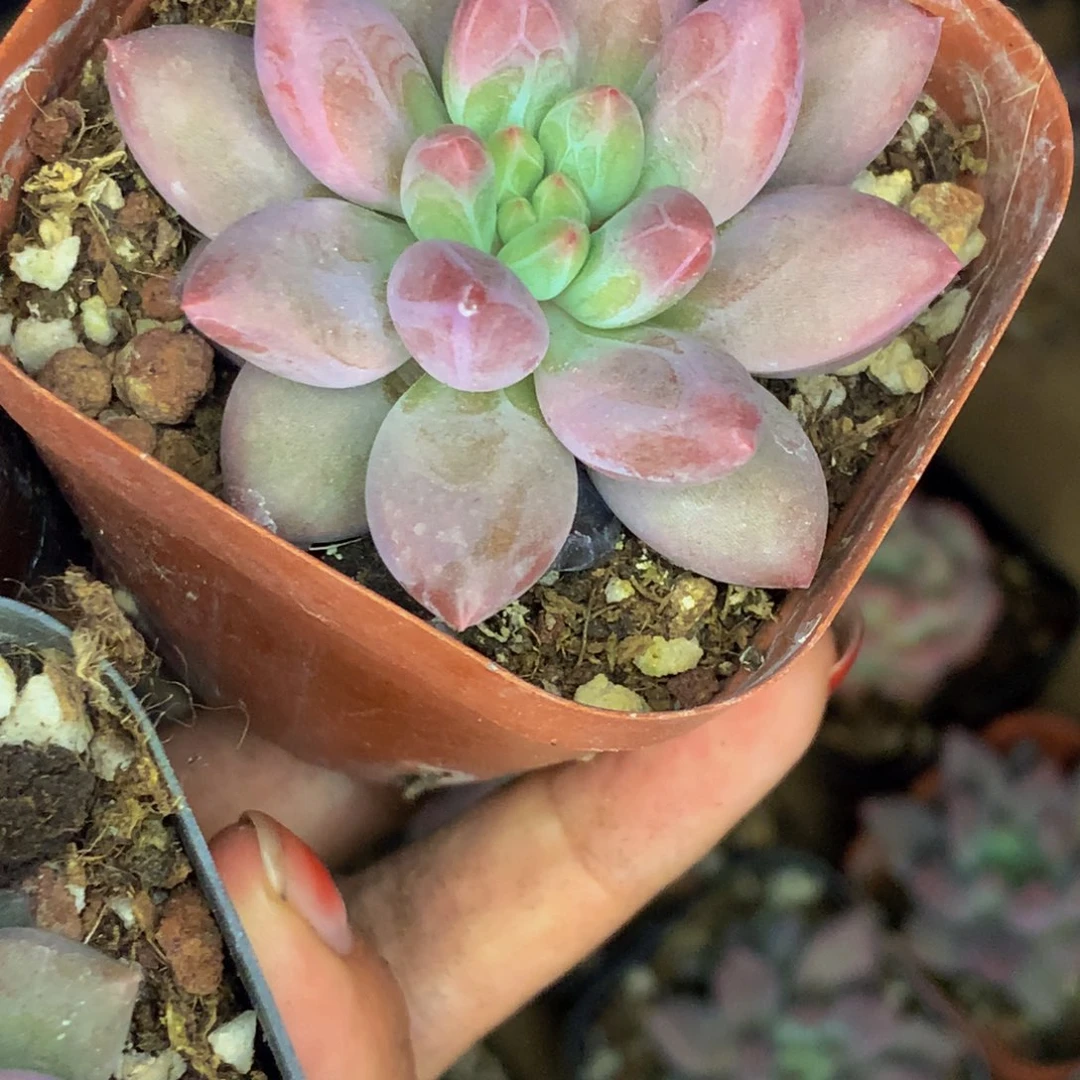 车厘子。（满9.99包邮不满9.99发叶子）