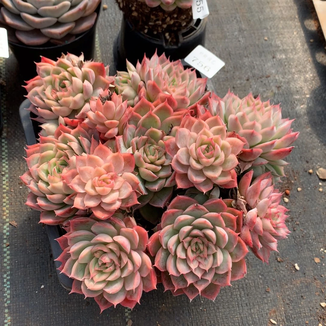 756新年快乐发发发