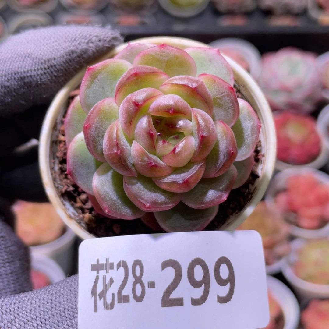 花利美28-299新品珍妮