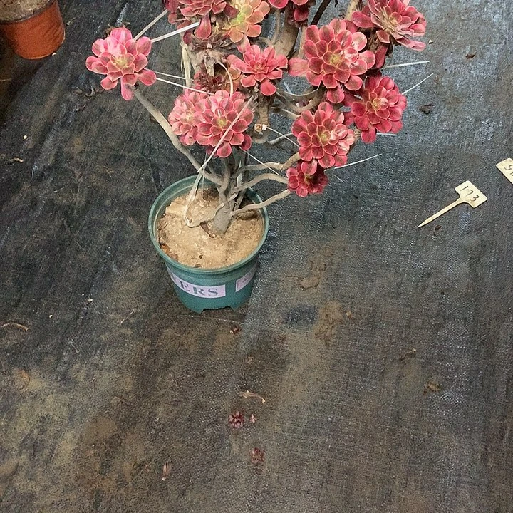 用****7多肉多肉多肉多肉173