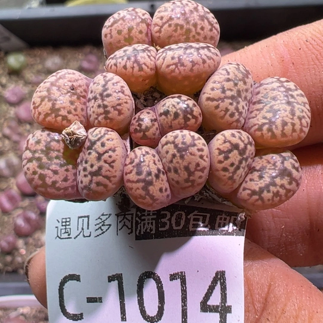 多肉植物11111111111