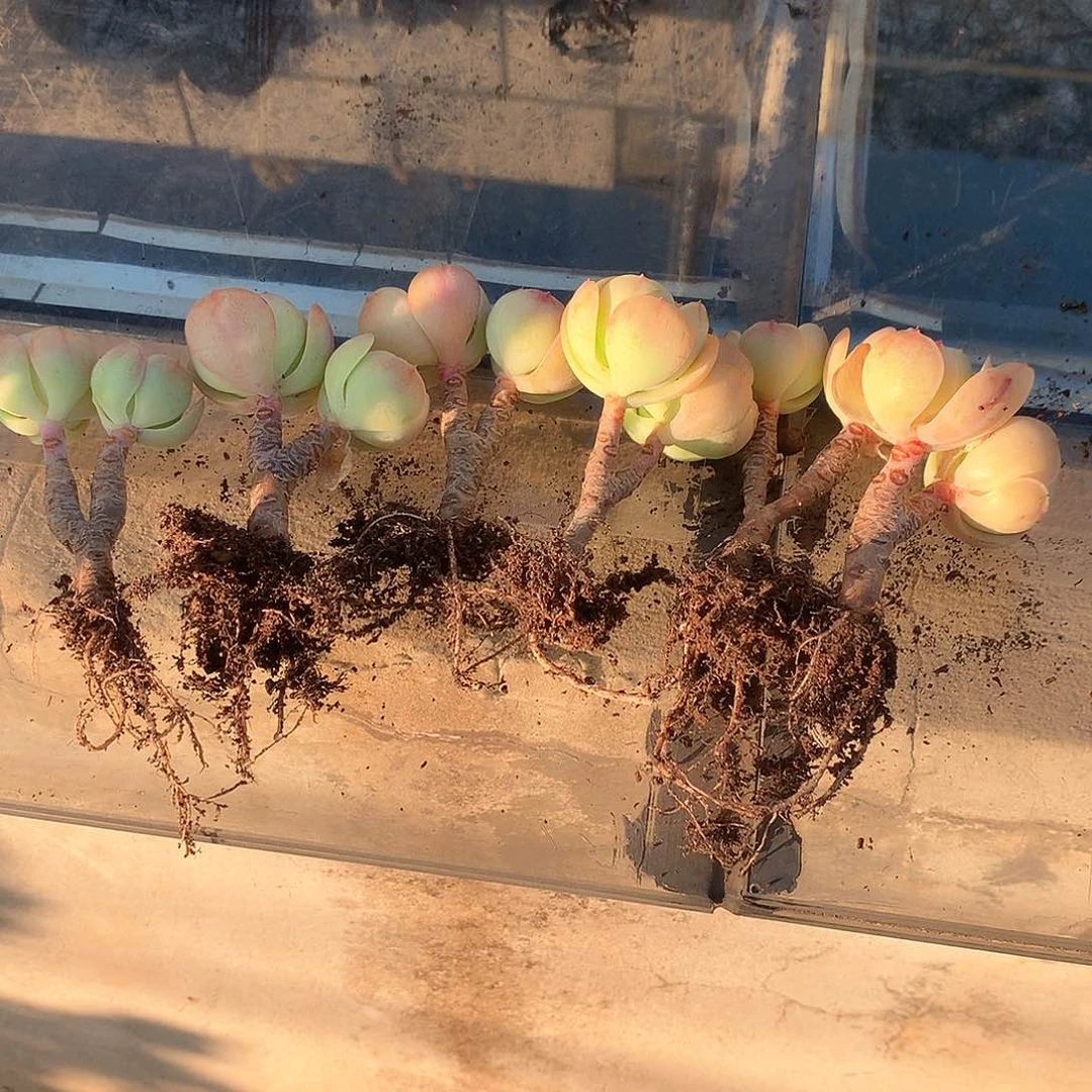 控养鸡蛋碧桃6颗