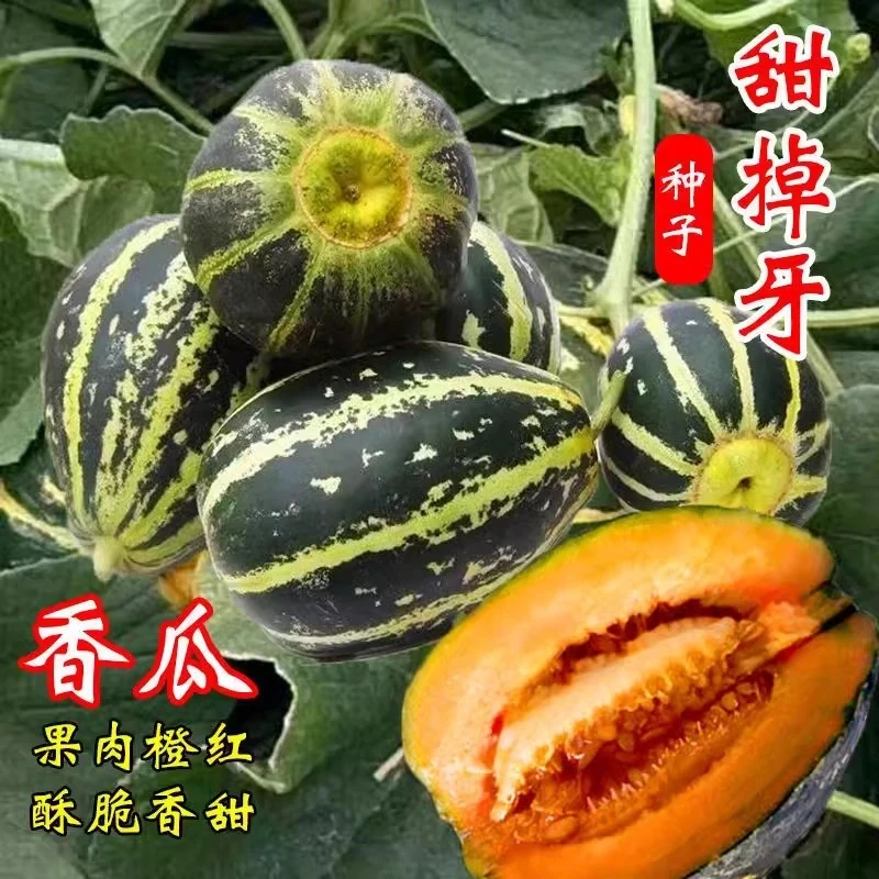 冰糖子甜掉牙甜瓜种子一年四季种植高产香瓜种子瓜籽庭院水果种子