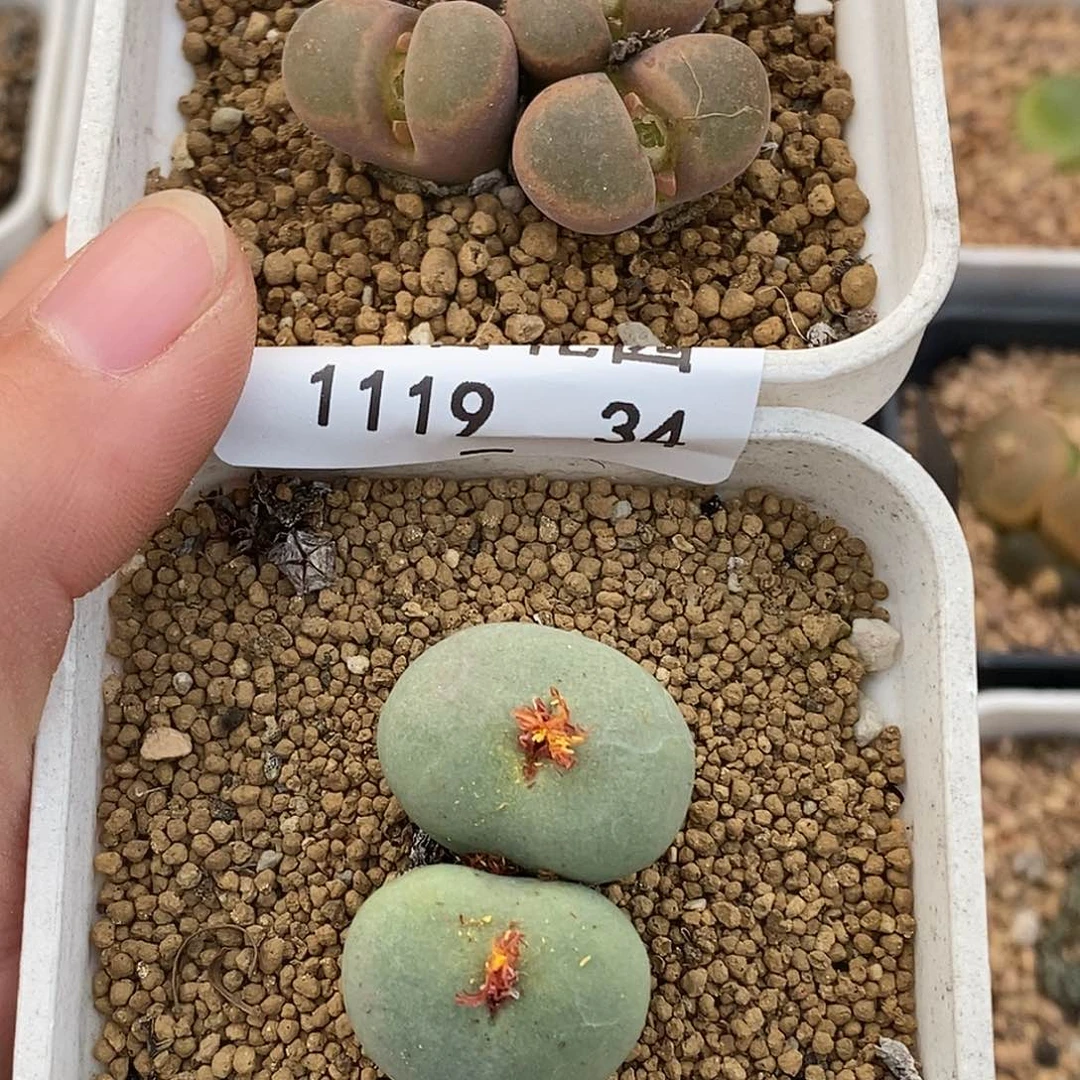 ?**菁19-34-组合福利。