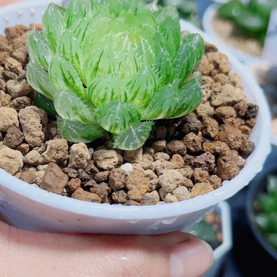 翠云锦多肉植物66666