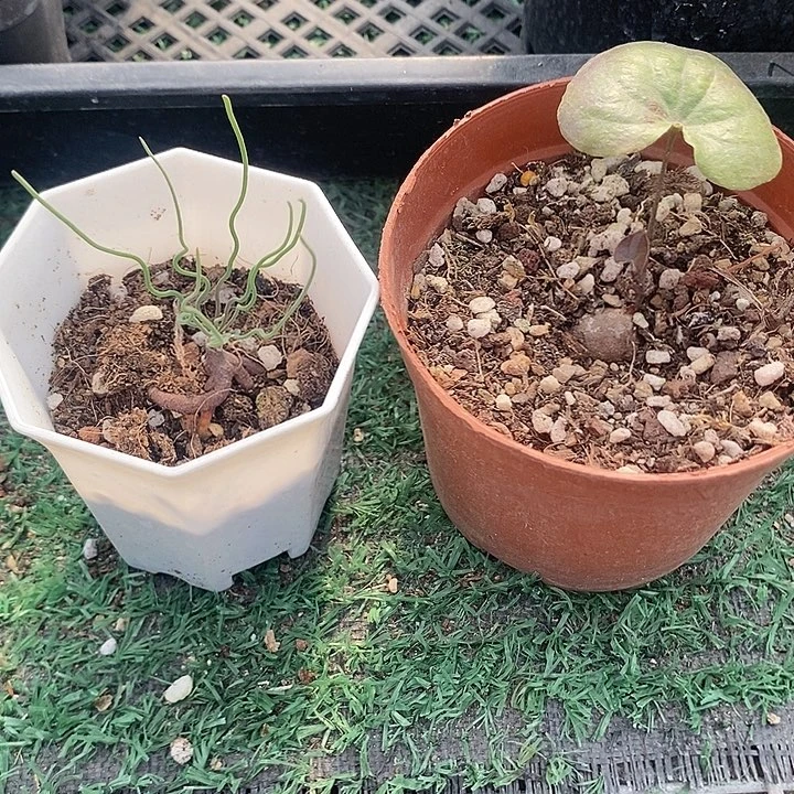 方便面➕南非龟甲龙，一物一拍