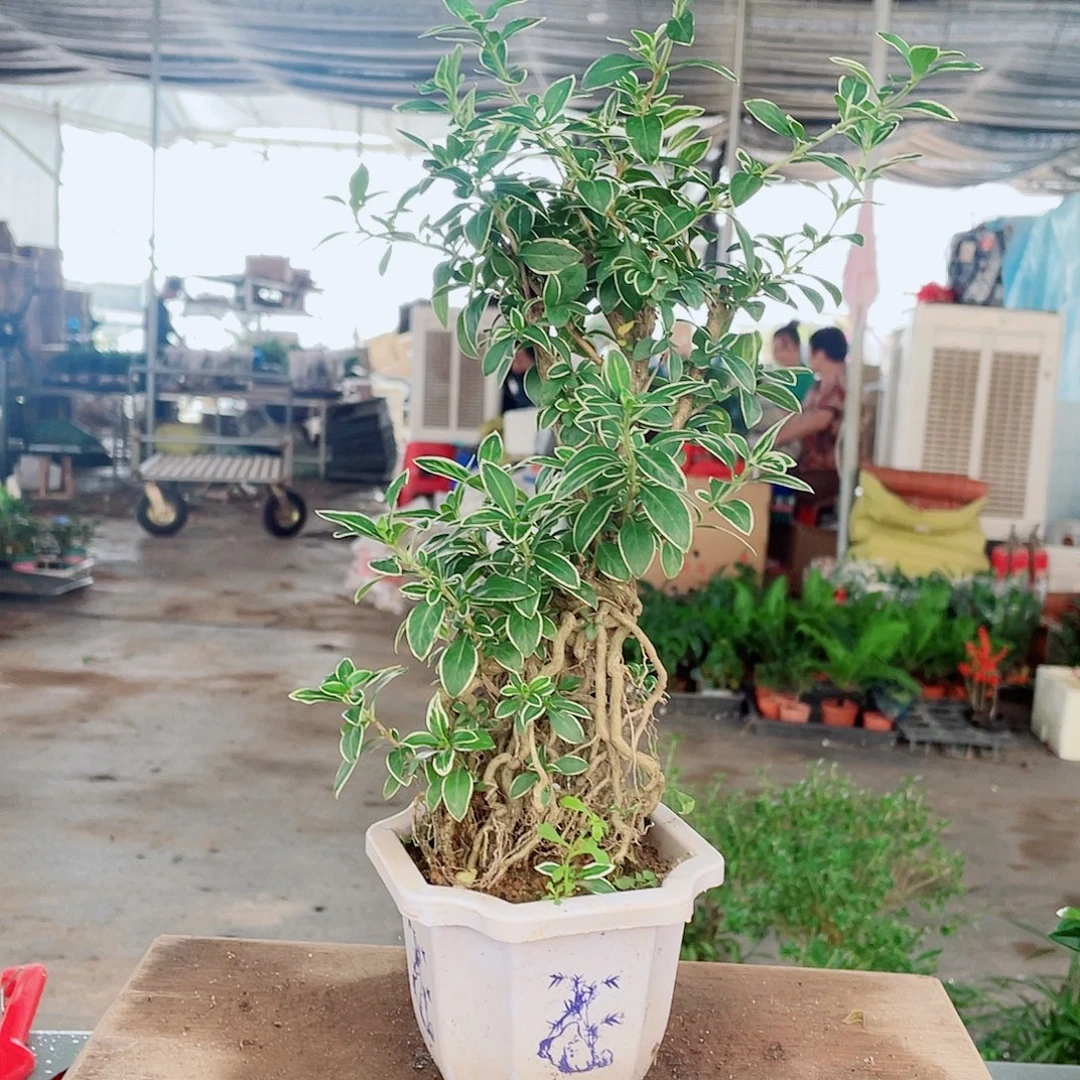 当前无花栽培后可以开花六月雪。按图发货