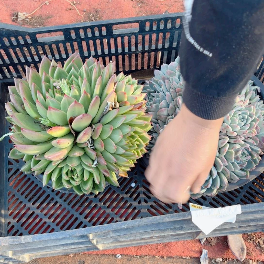 3号   2颗           28