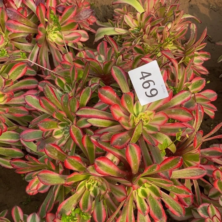 暖****469铜壶白绣球新东