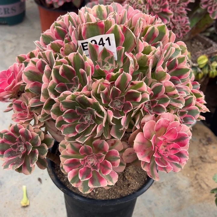 941妖月25厘米左右