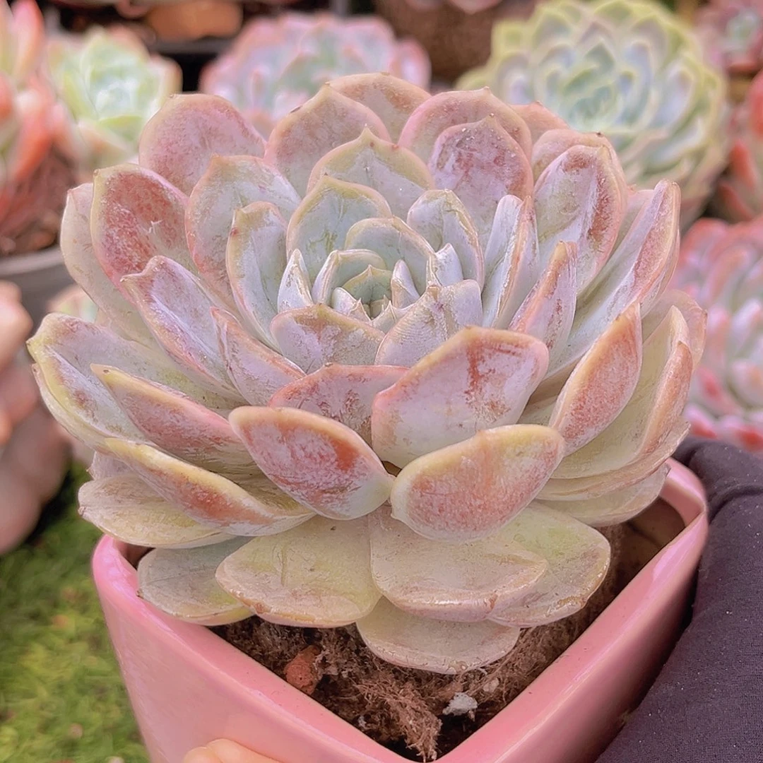 21号988888999988888