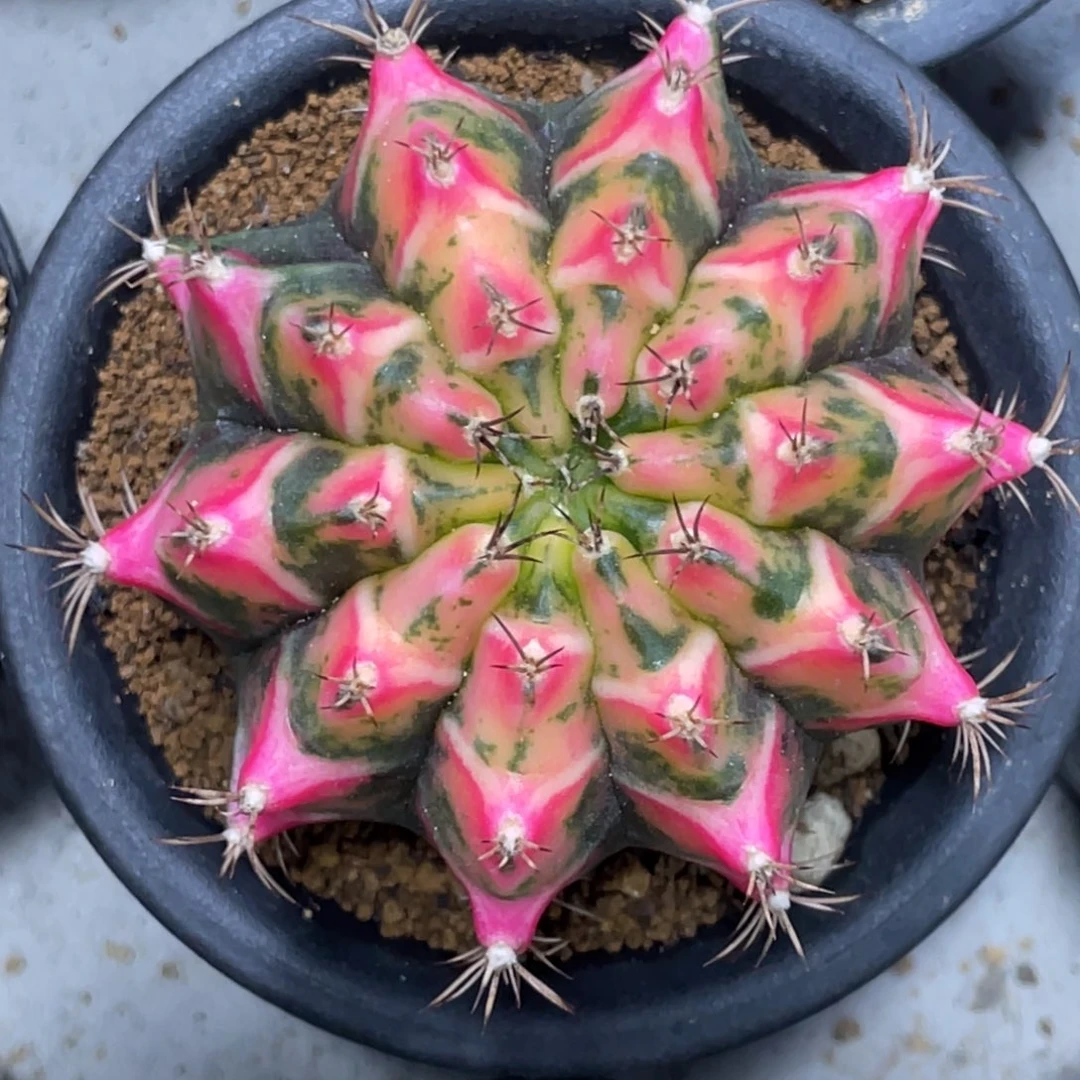 当前无花朵，栽培后可花朵静海