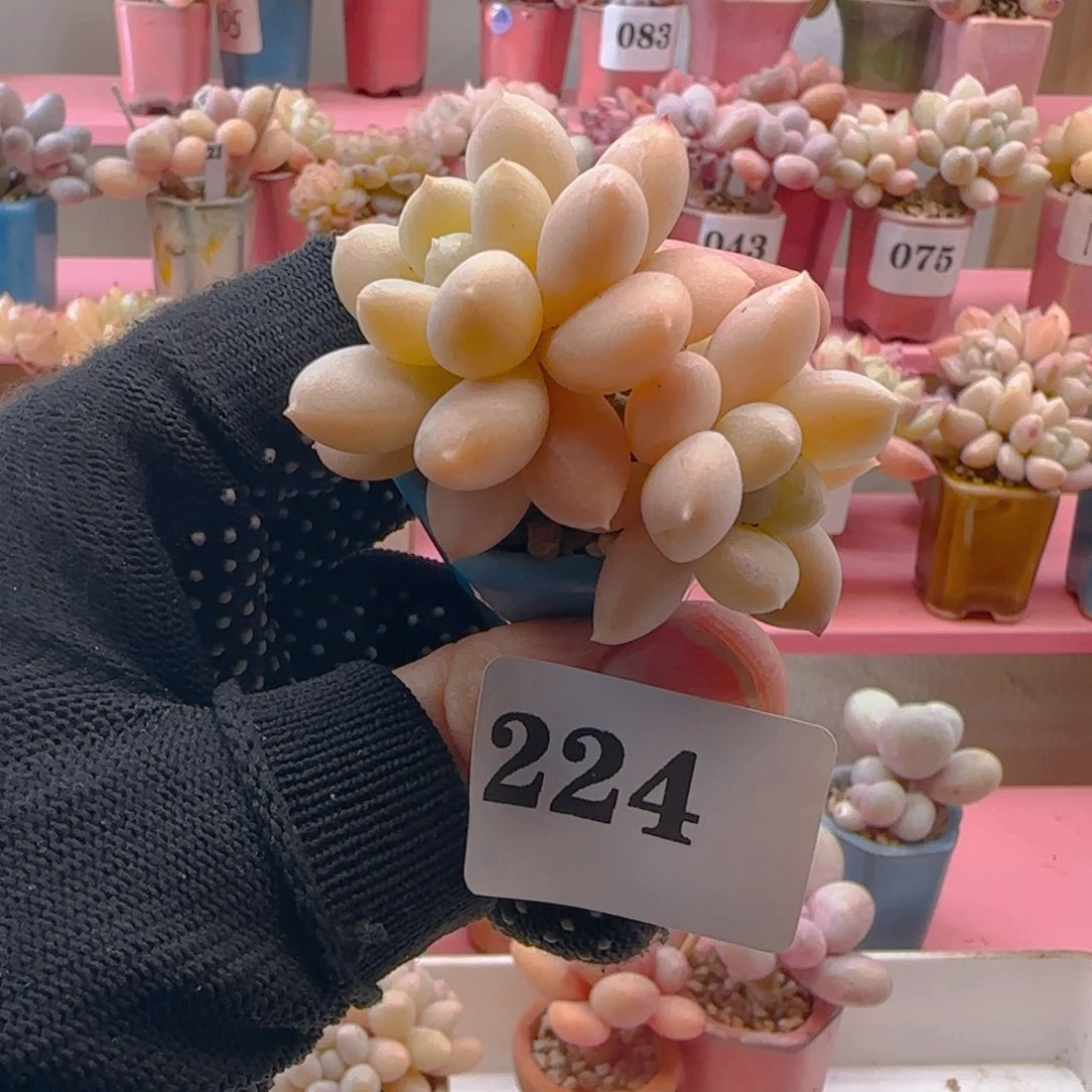 阮琴224 ，带盆土发货，满38包邮非偏远。