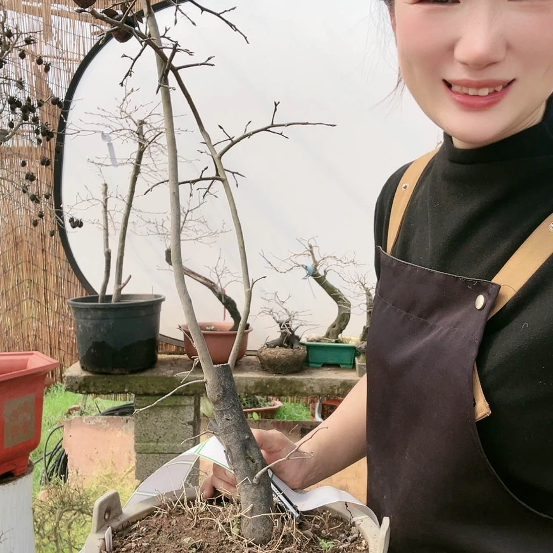 【闪购商品】老鸦柿盆景盆栽