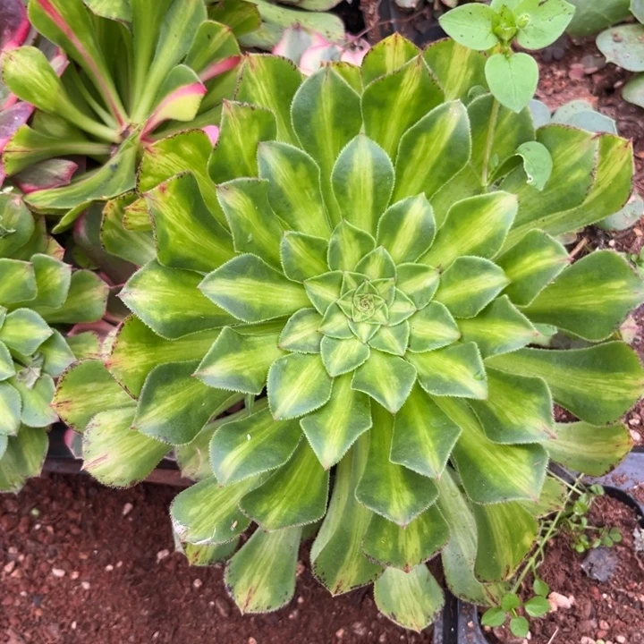 翡翠知否多肉植物法师