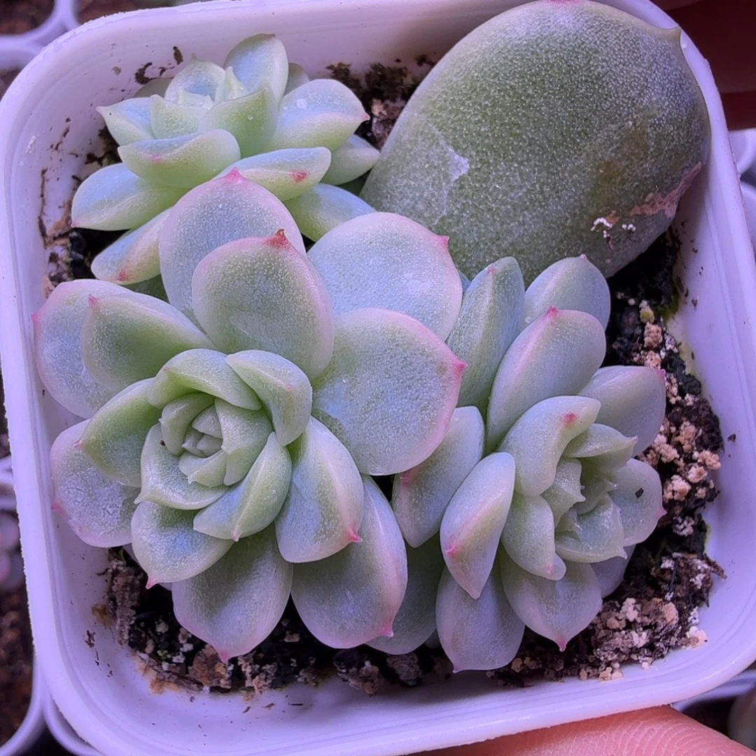 83实生叶插苗一物一拍