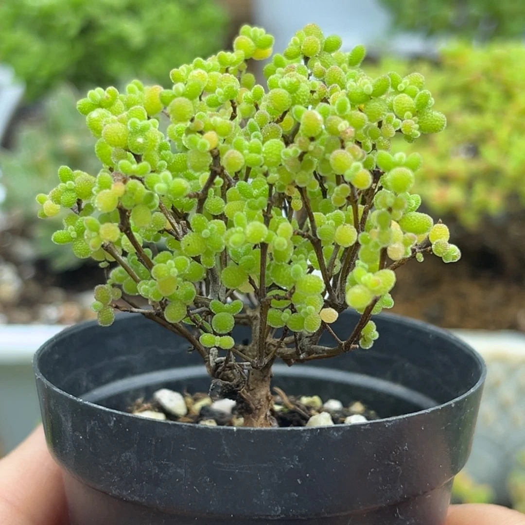 14蜜桔糖球优选枝干番杏