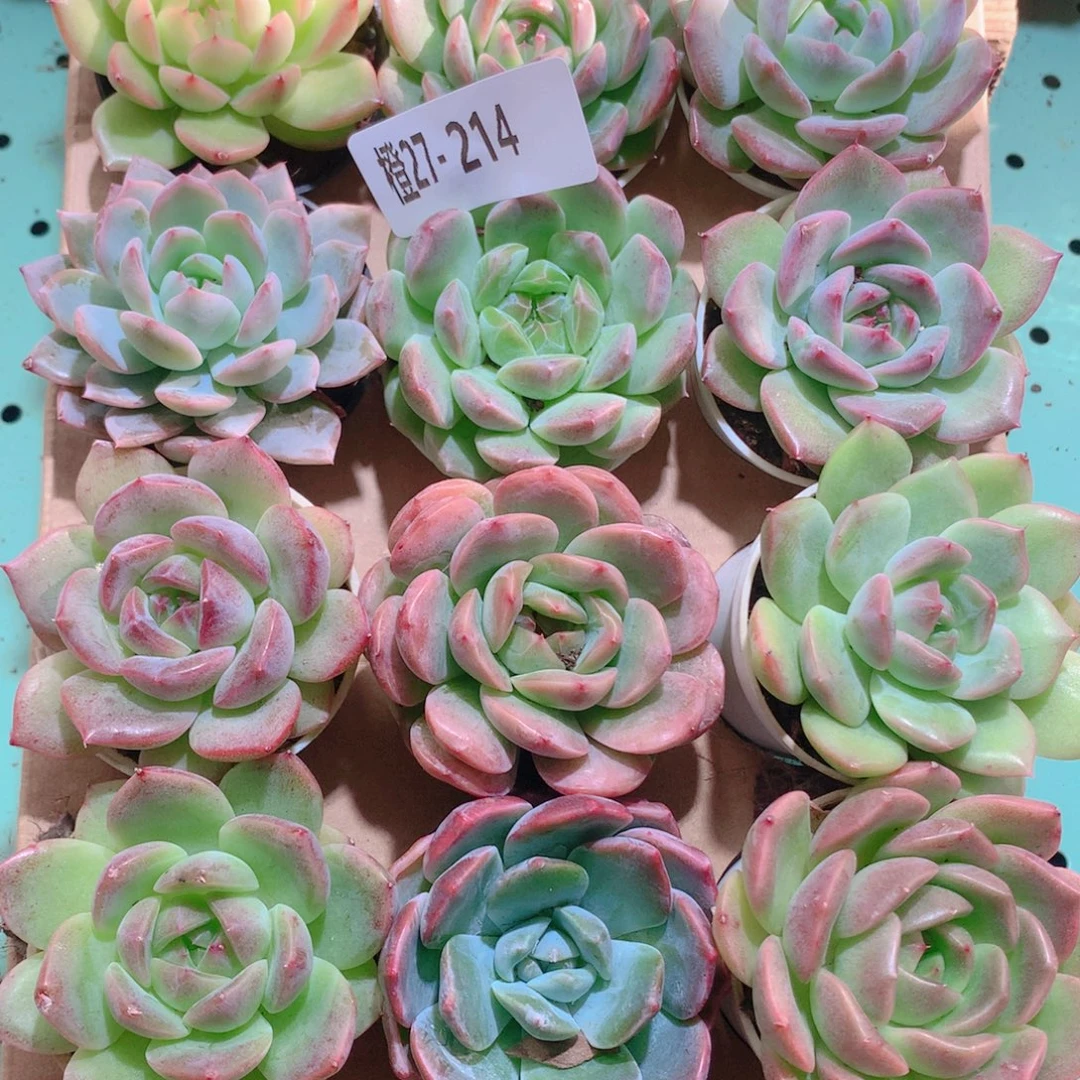 27-214一物一拍多肉带盆18颗