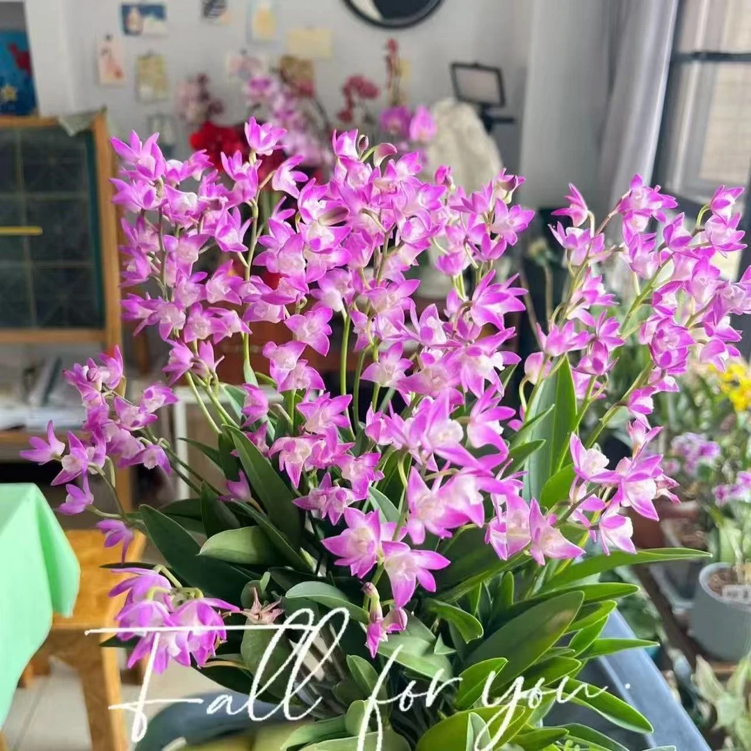 【10-12苗】香水石斛30-50CM 福利价