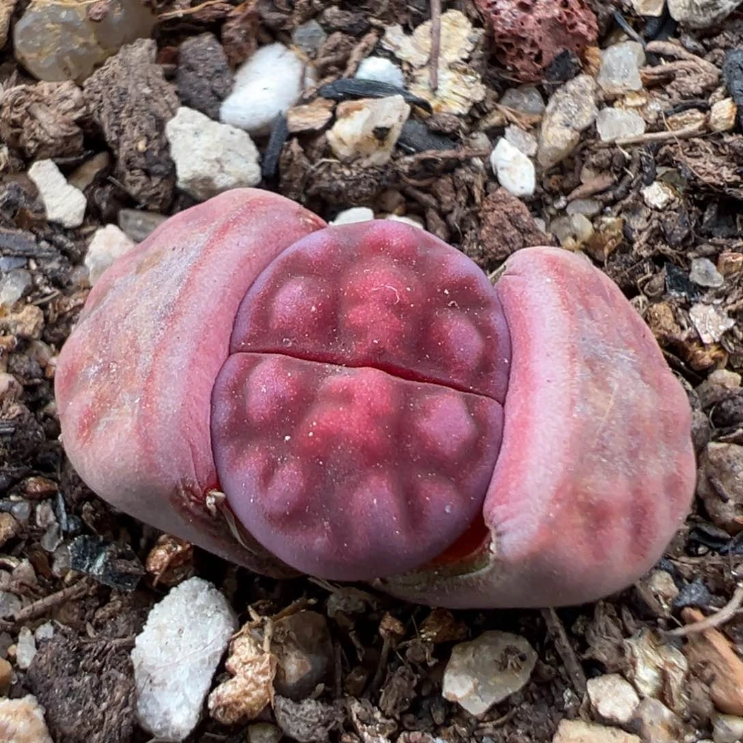 1.25好看的多肉624