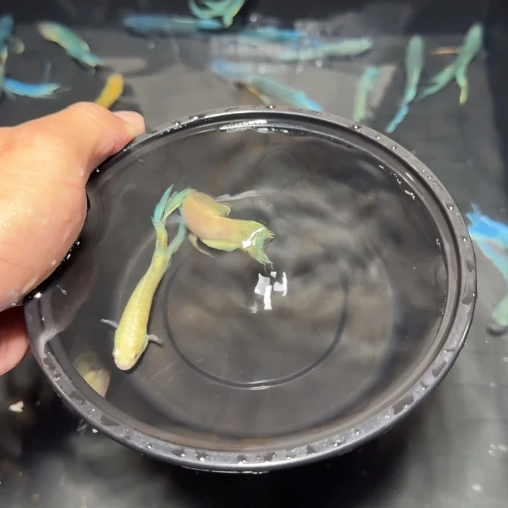 斗鱼直播间对图白蛇48