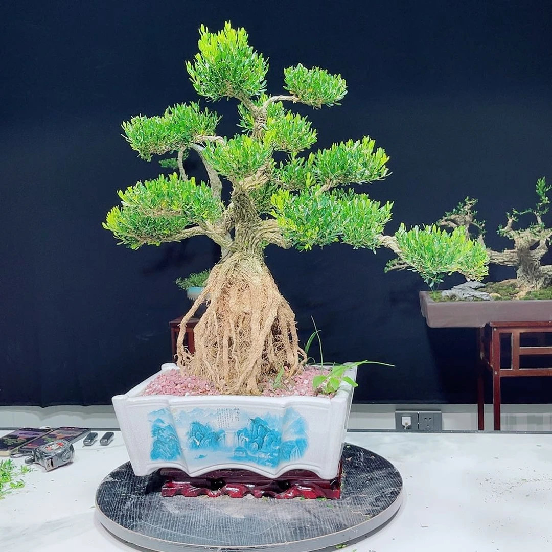 当前无花朵，栽培后可花朵