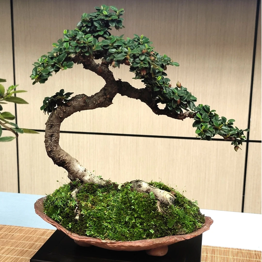【大表姐专属】20~300云南盆景优质素材（直播间一物一拍链接）