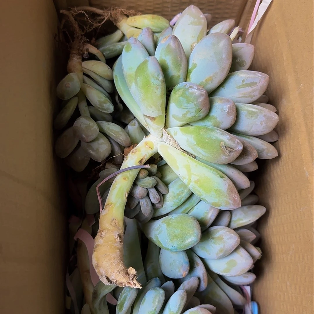 香水 一箱 不包损10米