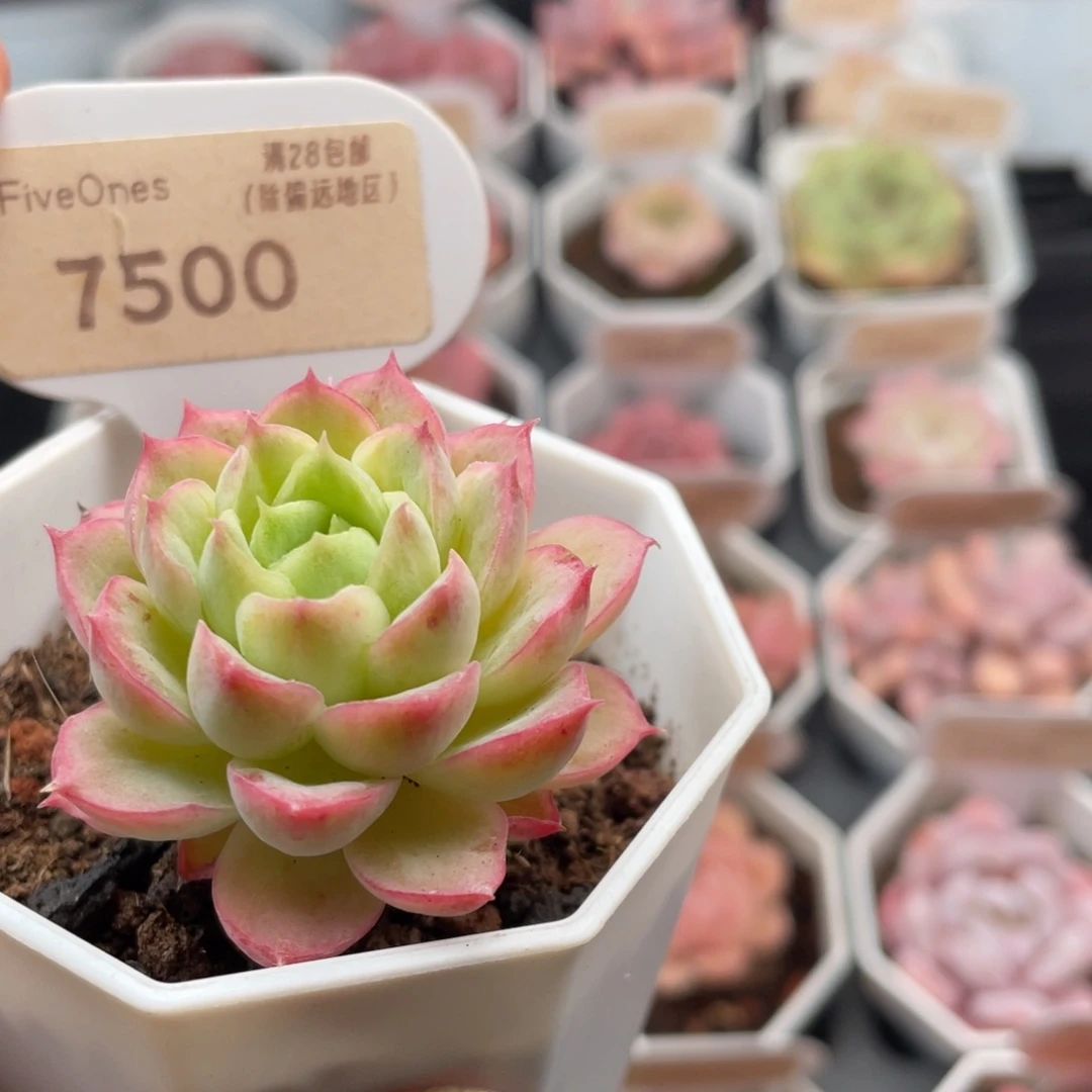 酸橙辣椒7500-4.0厘米