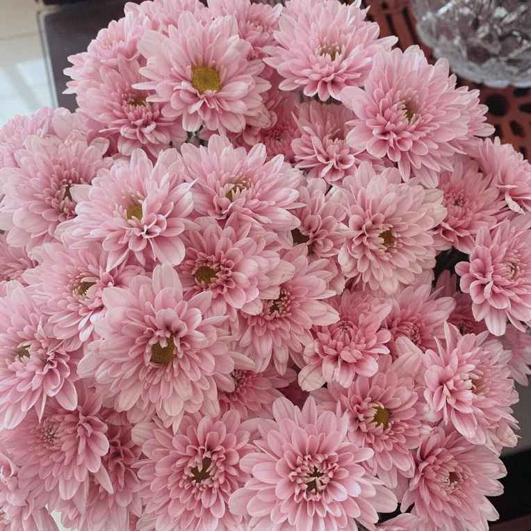 汉城粉小雏菊（全店任意两单及以上升级顺丰包邮）东北鲜花现采现发